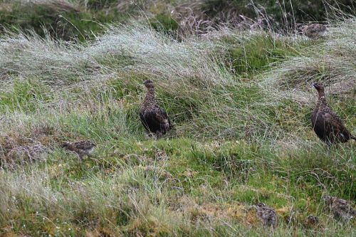 grouse on moor