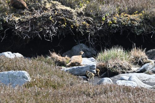 grouse with chicks