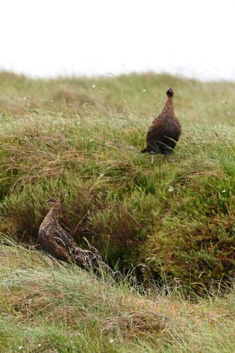 grouse in wild