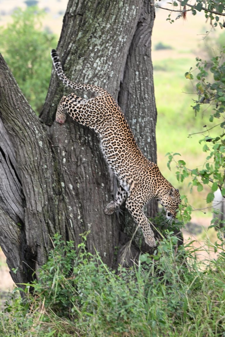 Leopard climbing down a tree in Afric