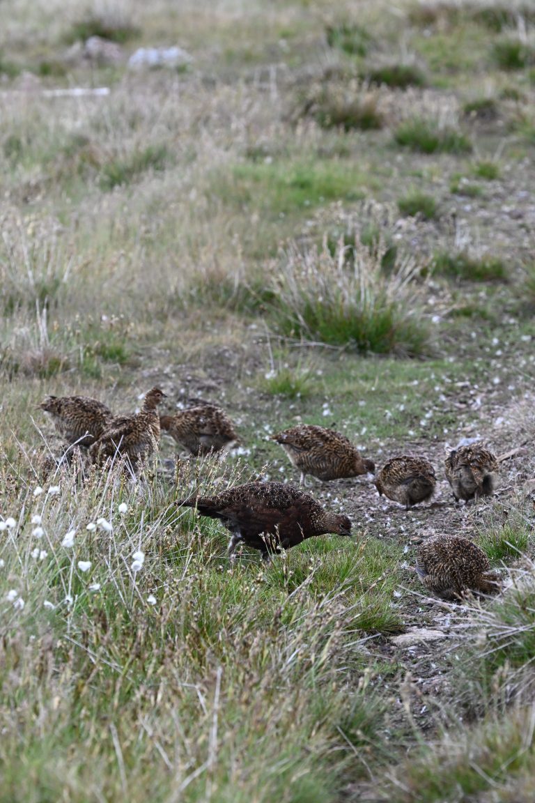 grouse birds feeding