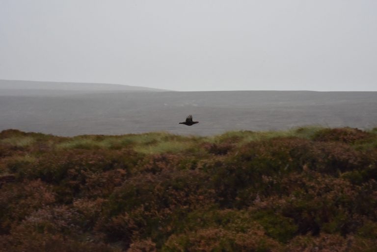 grouse flying low