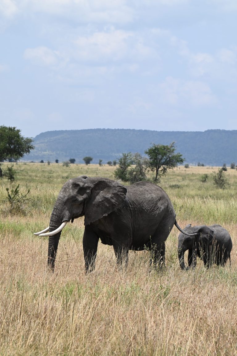 elephant mother and calf